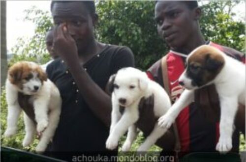 Article : Un Camerounais ne promène pas son chien dans la nature…