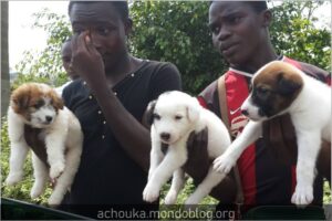 Article : Un Camerounais ne promène pas son chien dans la nature…